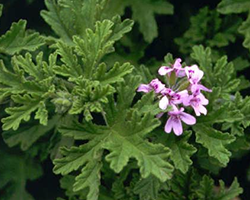 LemonScentedGeranium